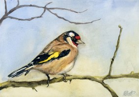 carduelis