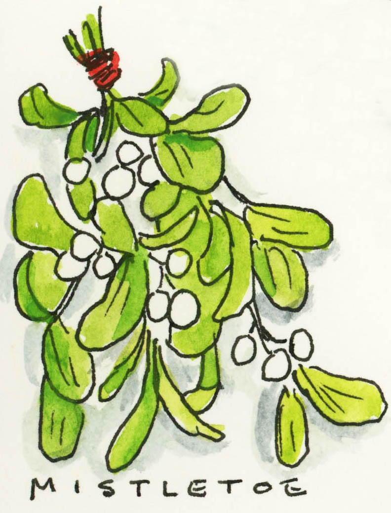 Mistletoe