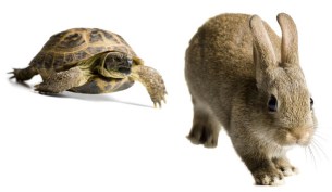 Tortoise and hare racing